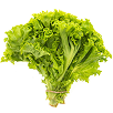 green lettuce